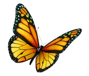 borboleta-2